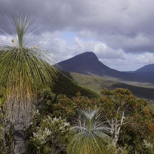 Kingia australis